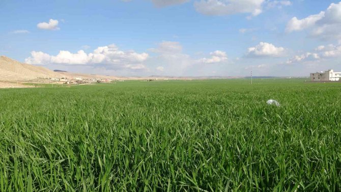 Yağışlar Çiftçiye Umut Oldu, Şimdi Gözler Nisan Yağmurlarında