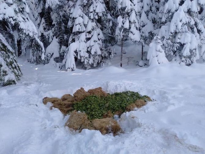Sokak Hayvanları İçin Mama Ve Yem Bırakıldı