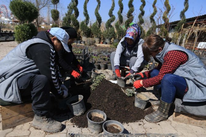 Pamukkale Güzelliğini Kendi Ürettiği Bitkilerden Alıyor
