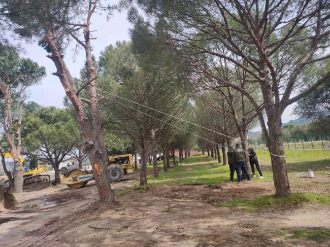 Manisa Büyükşehir’den Akhisar’da Ağaç Duyarlılığı
