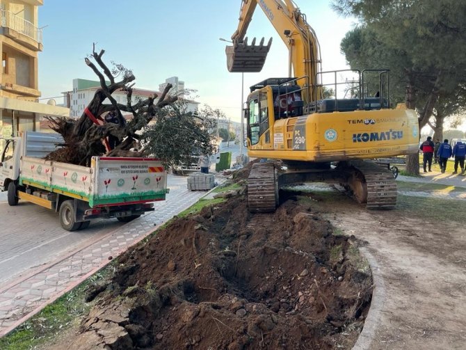 Manisa Büyükşehir’den Akhisar’da Ağaç Duyarlılığı