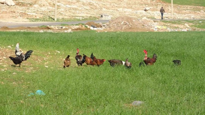 Yağışlar Çiftçiye Umut Oldu, Şimdi Gözler Nisan Yağmurlarında