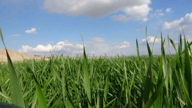Yağışlar Çiftçiye Umut Oldu, Şimdi Gözler Nisan Yağmurlarında
