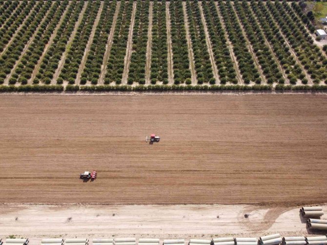 Çukurova’nın Bereketli Toprakları Mısırla Buluşmaya Başladı