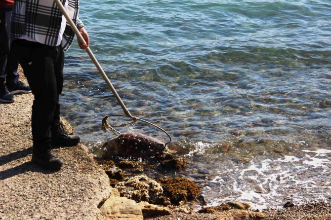 Ölü Caretta Caretayı Görenler Şoke Oldu