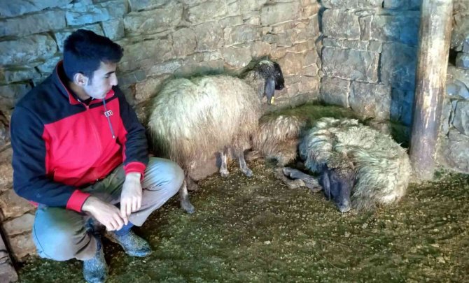 Siirt’te Hayvanları Telef Olan Besici Yardım Bekliyor