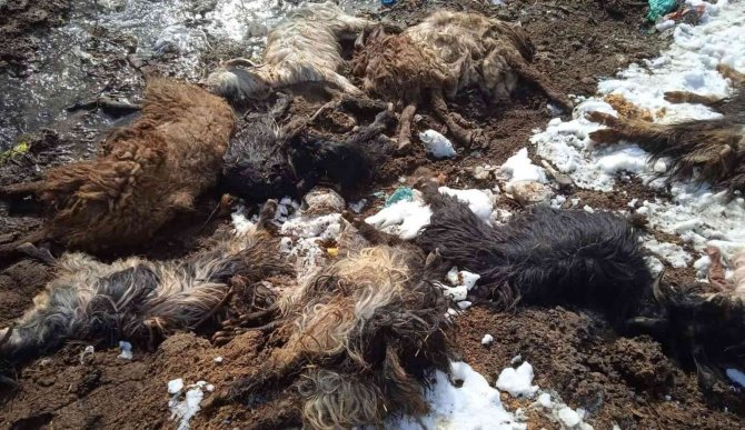 Siirt’te Hayvanları Telef Olan Besici Yardım Bekliyor