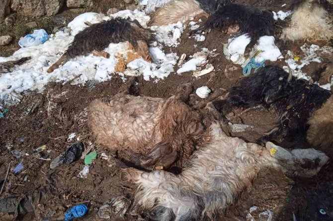 Siirt’te Hayvanları Telef Olan Besici Yardım Bekliyor