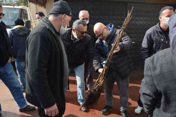 Çiftçilere Aşılı Ceviz Fidanı Dağıtıldı