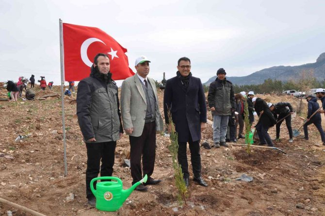 Yanan Ormana 200 Milyon Kızılçam Tohumu Atıldı, 200 Bin Fidan Dikildi