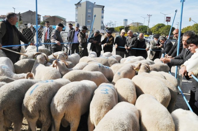 Uşak’ta Gebe Veya Damızlık Hayvan Kesimi Yasaklandı