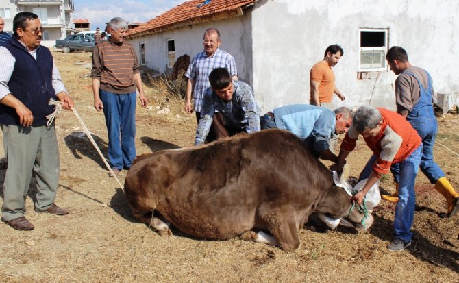 Uşak’ta Gebe Veya Damızlık Hayvan Kesimi Yasaklandı