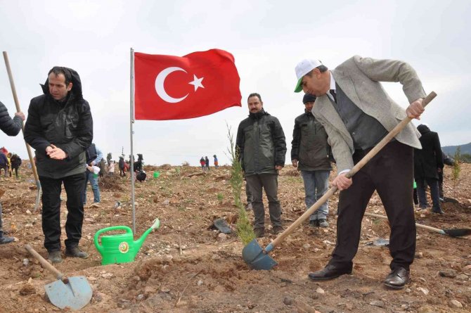 Yanan Ormana 200 Milyon Kızılçam Tohumu Atıldı, 200 Bin Fidan Dikildi