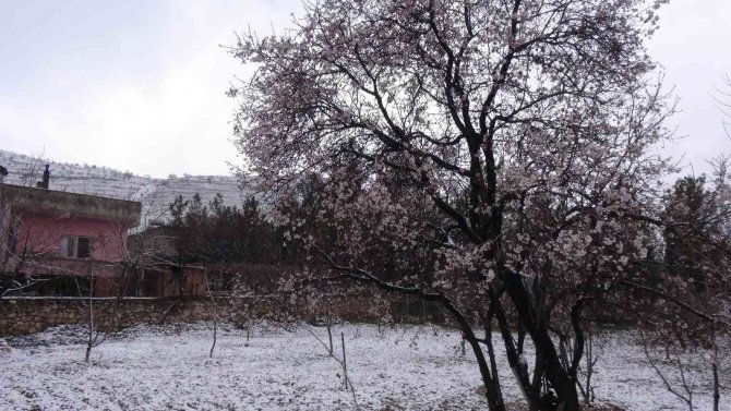 Çiçek Açan Badem Ağaçları Kar Altında Kaldı