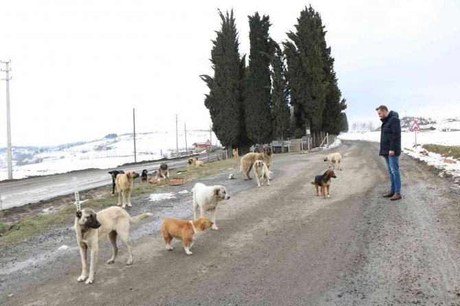 Çevre İl Ve İlçelerden Bırakılan Köpekler Bir İlçenin En Büyük Sorunu Oldu