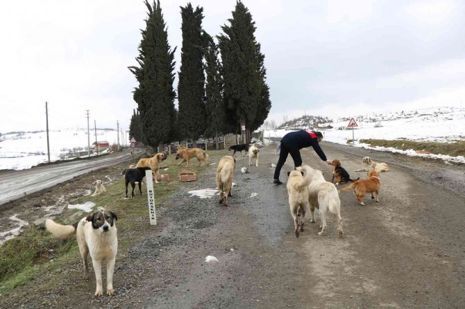 Çevre İl Ve İlçelerden Bırakılan Köpekler Bir İlçenin En Büyük Sorunu Oldu