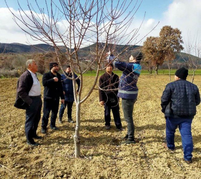 Gediz’de Çiftçilere Meyve Ağaçlarında Verim Ve Şekil Budama Eğitimi