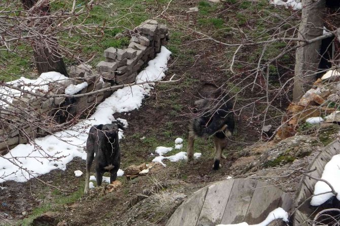 Gümüşhane’de Başıboş Sokak Köpekleri Çocukların Kabusu Oldu