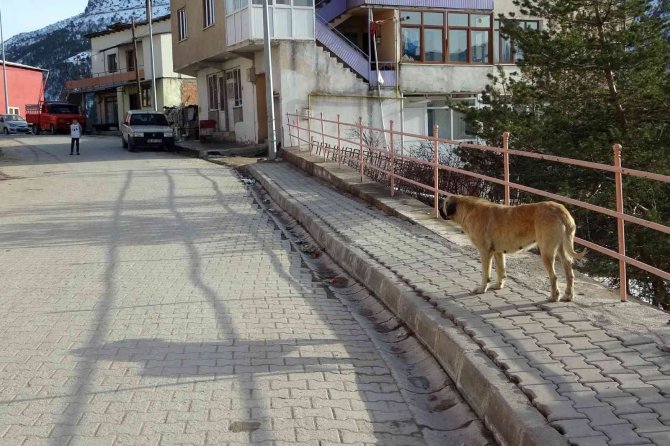 Gümüşhane’de Başıboş Sokak Köpekleri Çocukların Kabusu Oldu