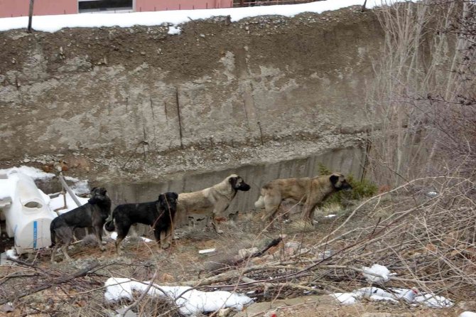 Gümüşhane’de Başıboş Sokak Köpekleri Çocukların Kabusu Oldu