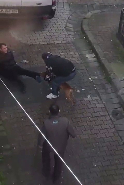 Güngören’de Pitbul Dehşeti, Pitbulun Isırdığı Genci Zor Kurtardılar