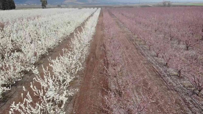 Çiçek Açan Meyve Bahçeleri Amik Ovası’nı Renklendirdi
