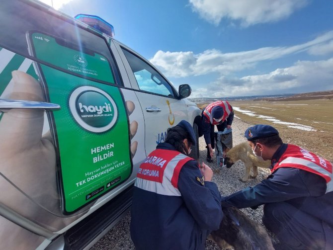 Jandarma Sokak Hayvanlarını Yalnız Bırakmıyor