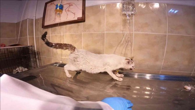Arabanın Çarptığı Hamile Kedi Ameliyat Edildi