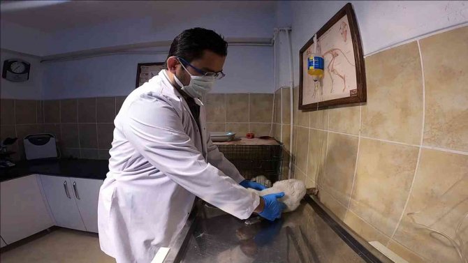 Arabanın Çarptığı Hamile Kedi Ameliyat Edildi