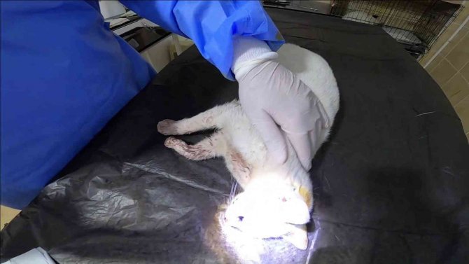 Arabanın Çarptığı Hamile Kedi Ameliyat Edildi