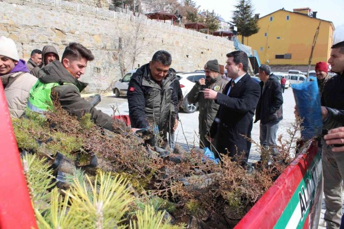 Sarıveliler İlçesinde Vatandaşlara Fidan Dağıtıldı