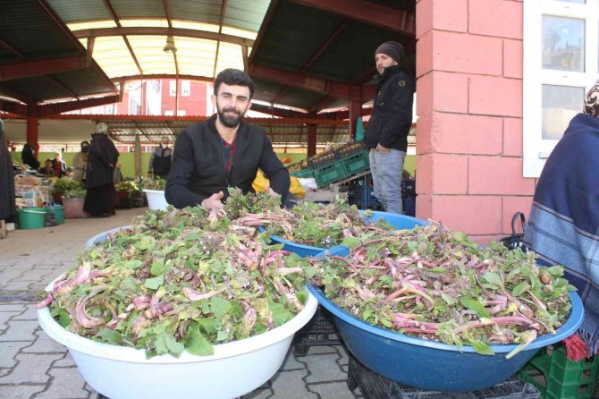 İ̇nebolu’da ’Ispıt’ Bolluğu Yaşanıyor