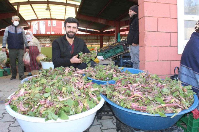 İ̇nebolu’da ’Ispıt’ Bolluğu Yaşanıyor