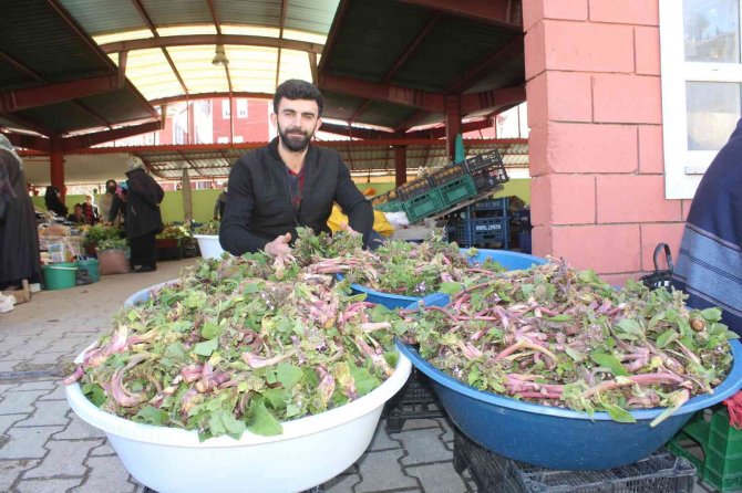 İ̇nebolu’da ’Ispıt’ Bolluğu Yaşanıyor