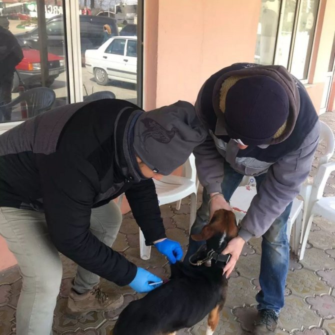 Kırklareli’nde Kedi Ve Köpekler Kuduz Aşısı Uygulanıyor