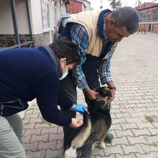 Kırklareli’nde Kedi Ve Köpekler Kuduz Aşısı Uygulanıyor