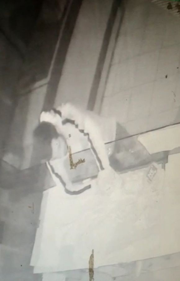 Sma Hastası Bebeğin Bağış Kutusunu Çalan Şüpheli Yakalandı