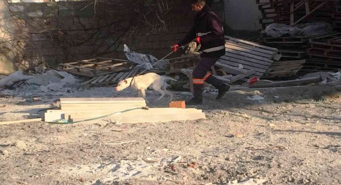 Konya’da Başıboş Pitbull Cinsi Köpek Yakalanarak Barınağına Götürüldü