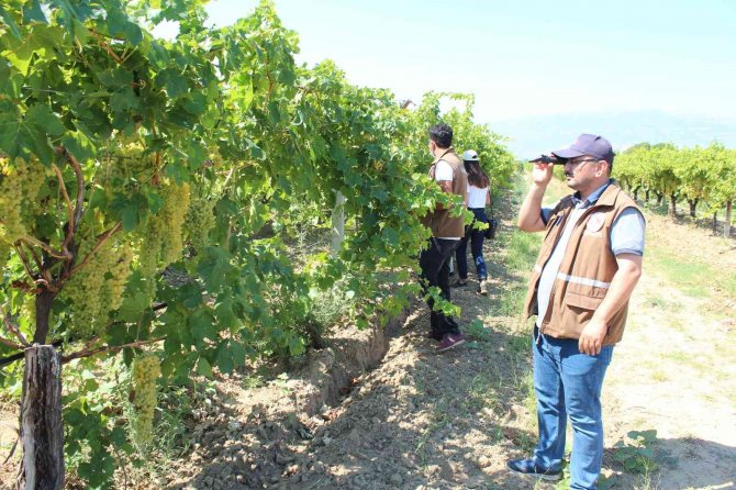 Üzümde Kalitenin Artırılması İçin Toplandılar