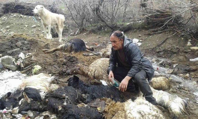 Yaklaşık 40 Hayvanı Telef Olan Besici Yardım İstedi