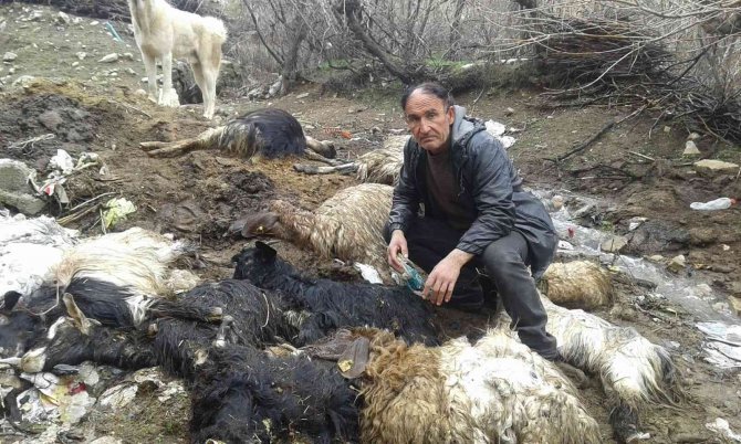 Yaklaşık 40 Hayvanı Telef Olan Besici Yardım İstedi