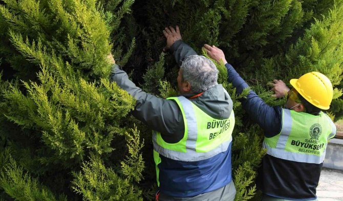 Binlerce Ağaç Bakımdan Geçti
