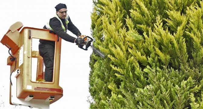 Binlerce Ağaç Bakımdan Geçti