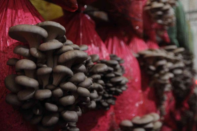 Türkiye’nin İlk Yerli Ve Milli Mantar Çeşitleri Yaprak77 Ve Soylu77 Tescillendi