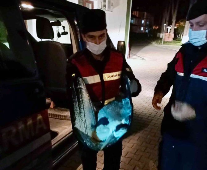 Yorgun Düşen Pelikanı Jandarma Kurtardı