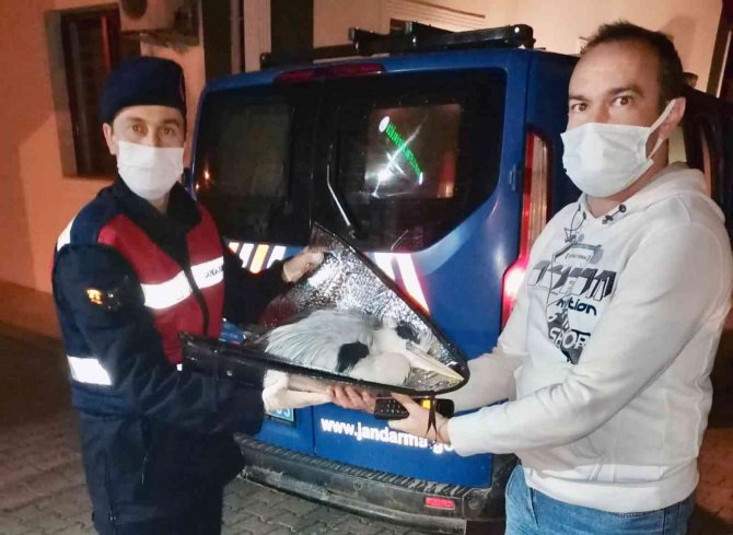Yorgun Düşen Pelikanı Jandarma Kurtardı