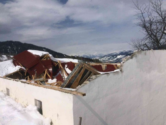 Artvin’de Kar Yağışı Nedeniyle 5 Besi Ahırın Çatısı Çöktü