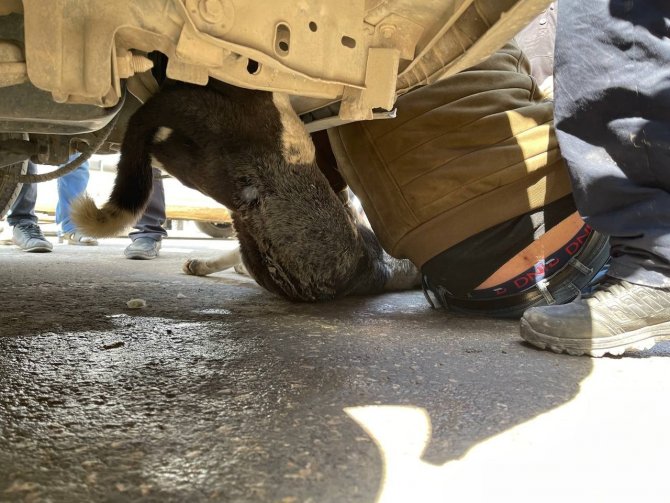 Aracın Çarptığı Köpeğin Ayakları Motora Sıkıştı