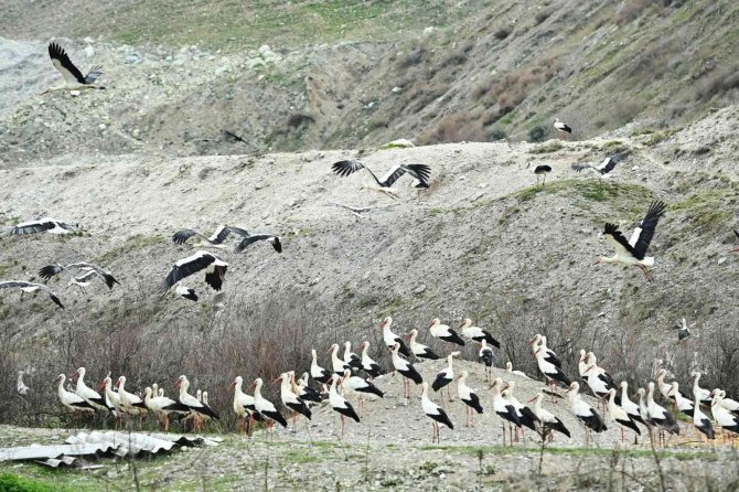 Bigadiç’te Leylekler İçin "Göç Yolu Acil İ̇niş Pisti" Oluşturuldu