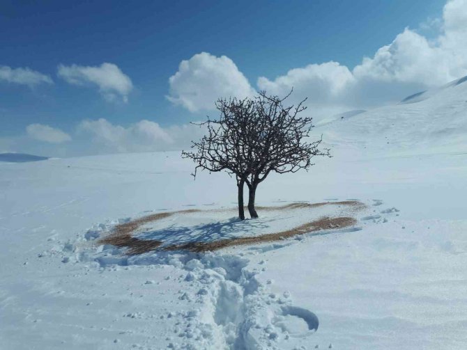 Bayburt’ta Yaban Hayvanları Unutulmuyor